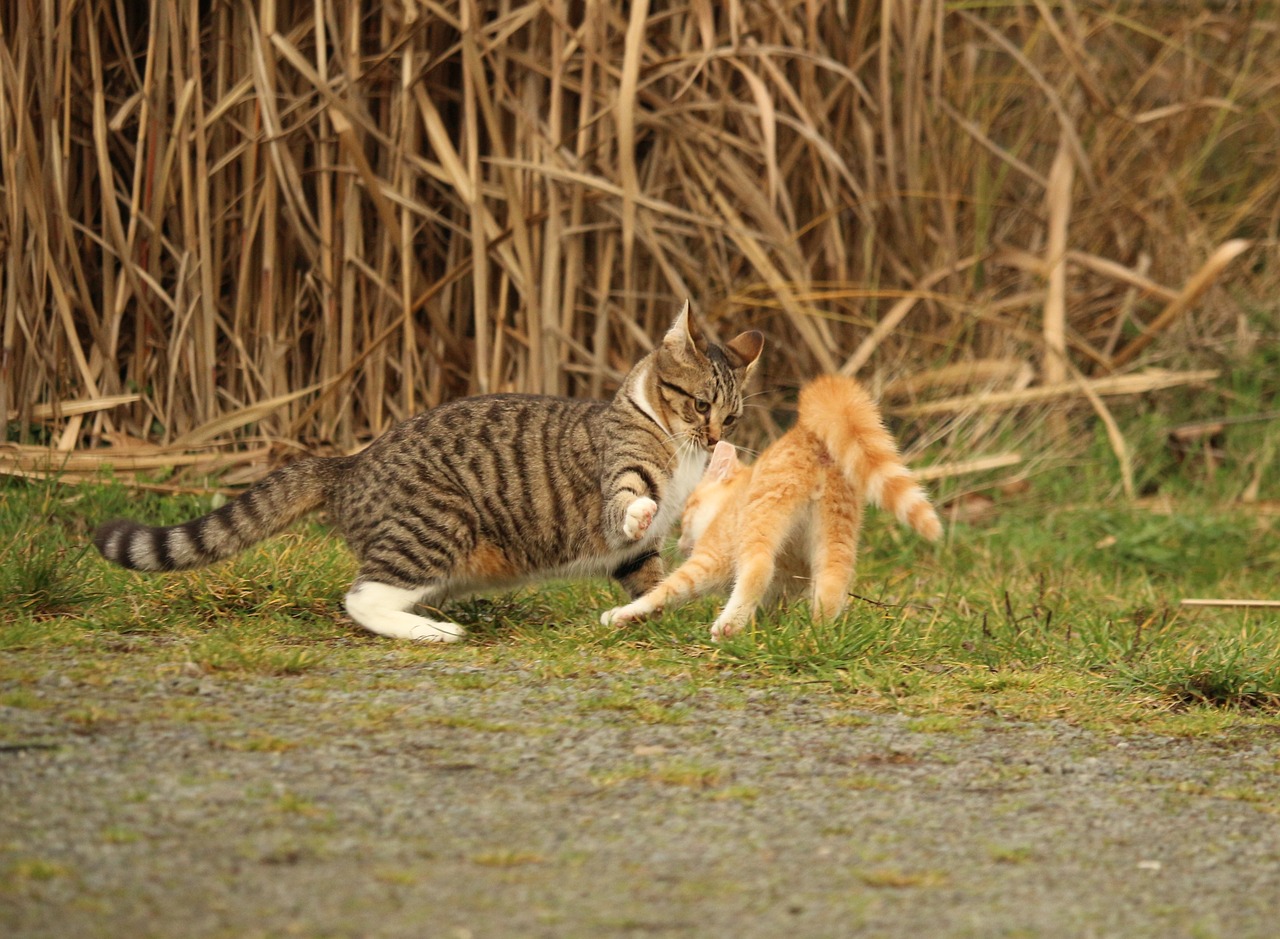 cat kitten cat baby free photo