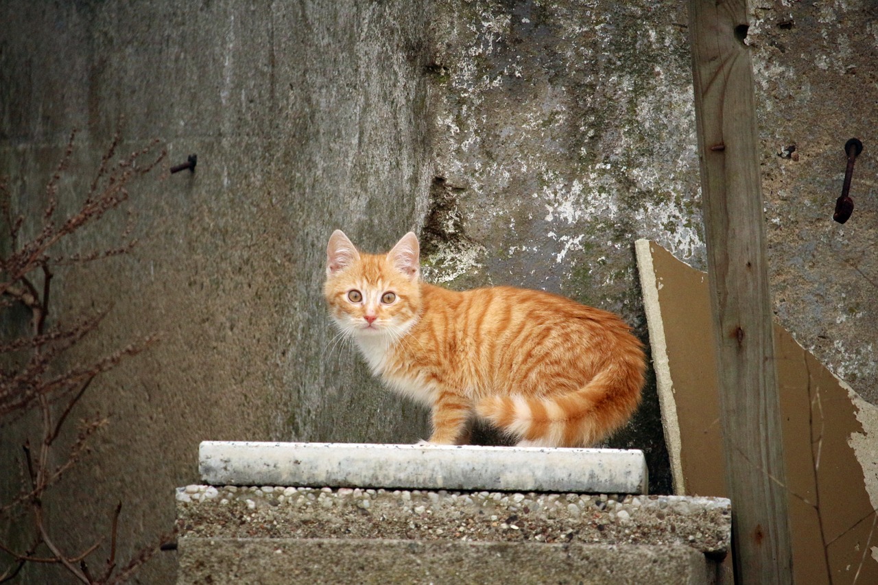 cat cat baby stone free photo