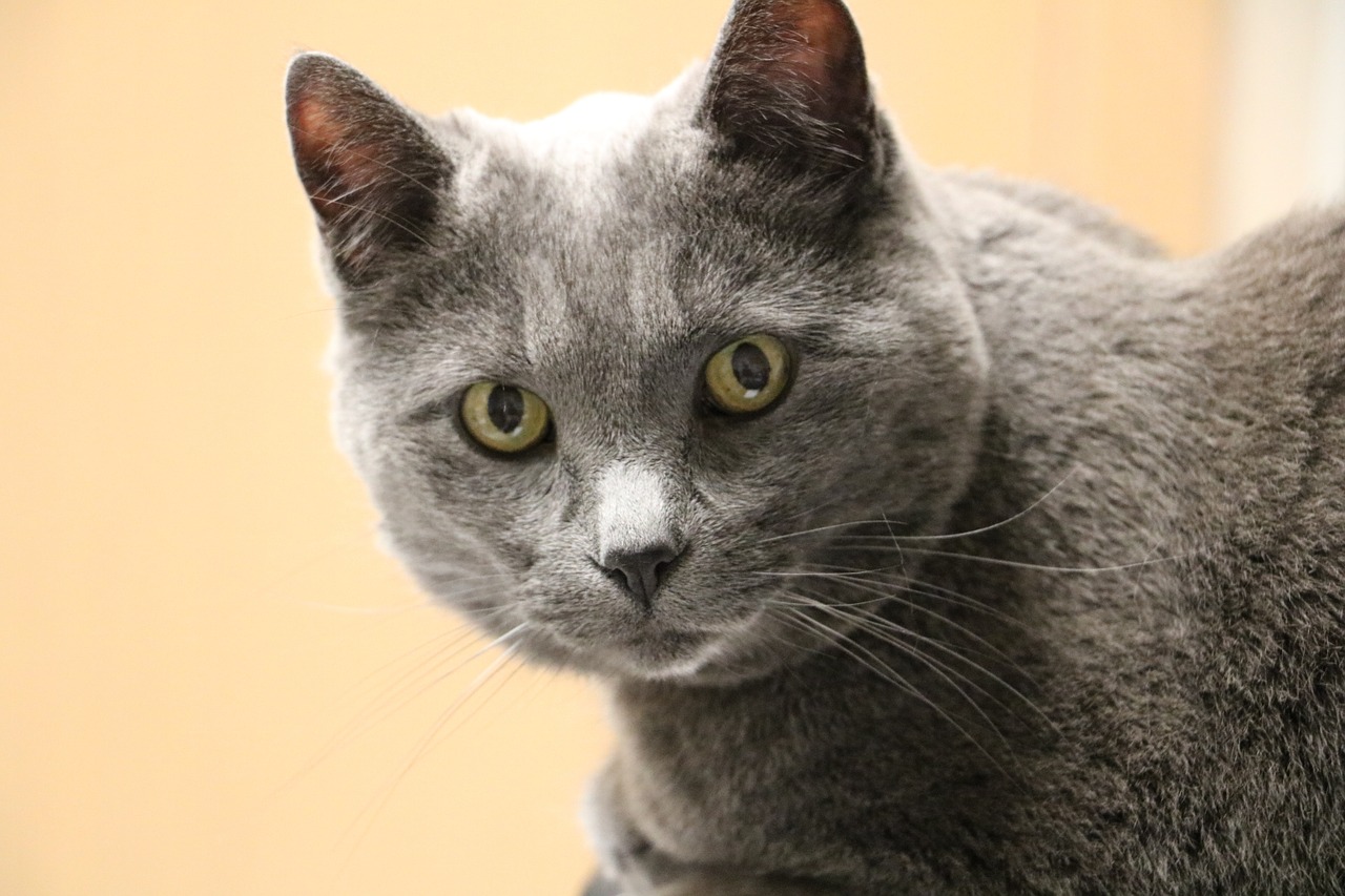 cat gray cat old cat free photo