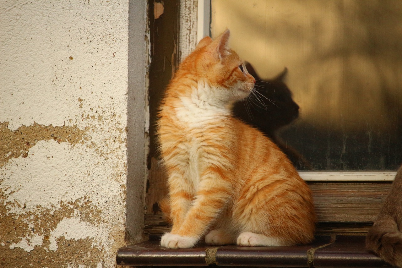 cat mirroring window free photo