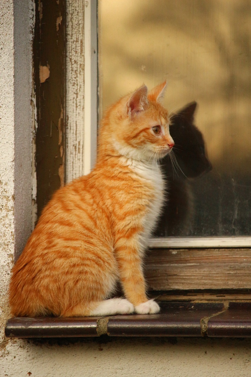 cat mirroring window free photo