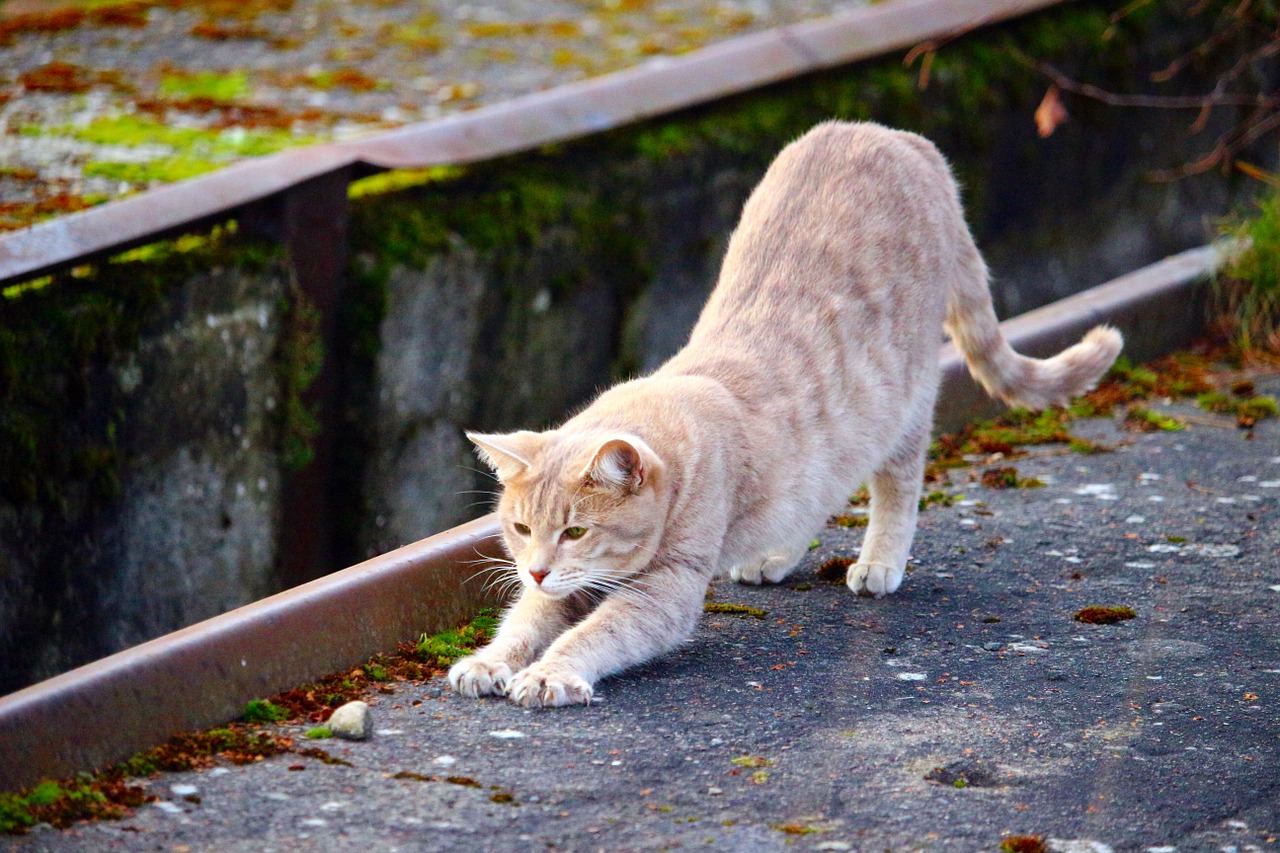 cat breed cat mackerel free photo