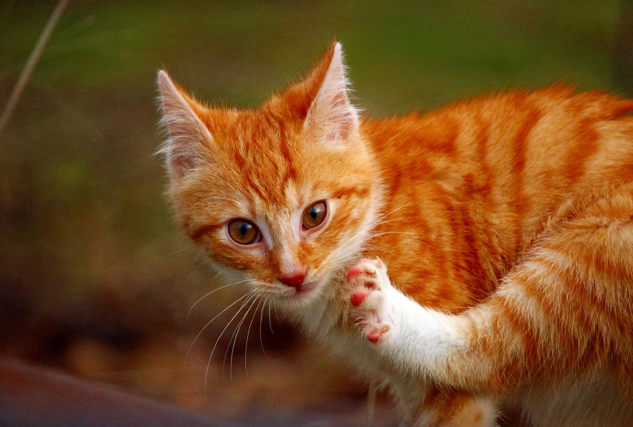 cat kitten cat baby free photo