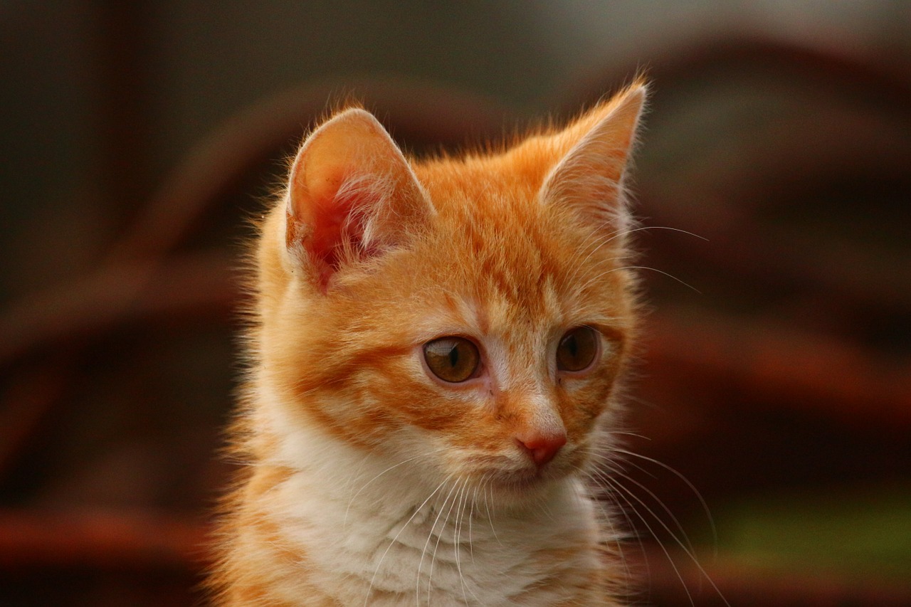 cat kitten red mackerel tabby free photo