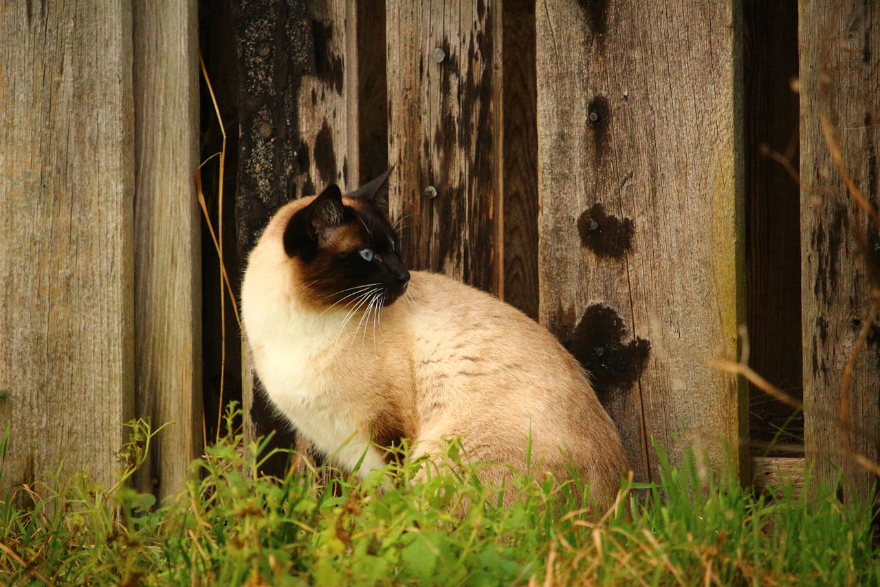 cat siamese cat wooden wall free photo