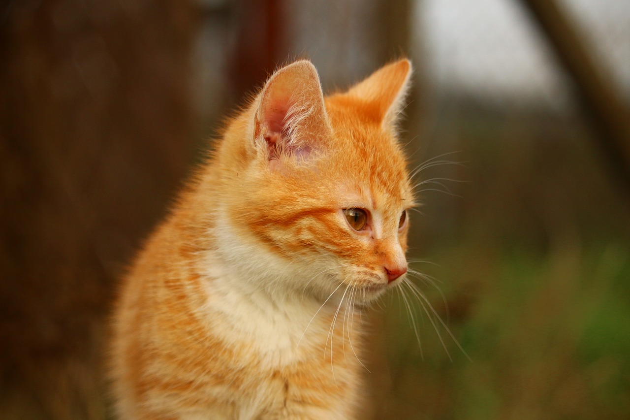 cat kitten grass free photo