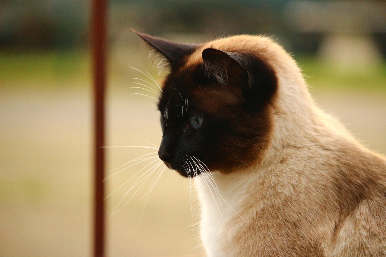 cat siamese cat cat portrait free photo