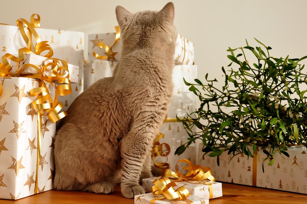 cat christmas gifts free photo