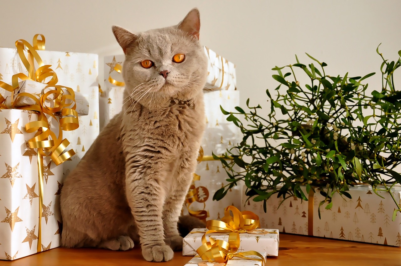 cat christmas gifts free photo