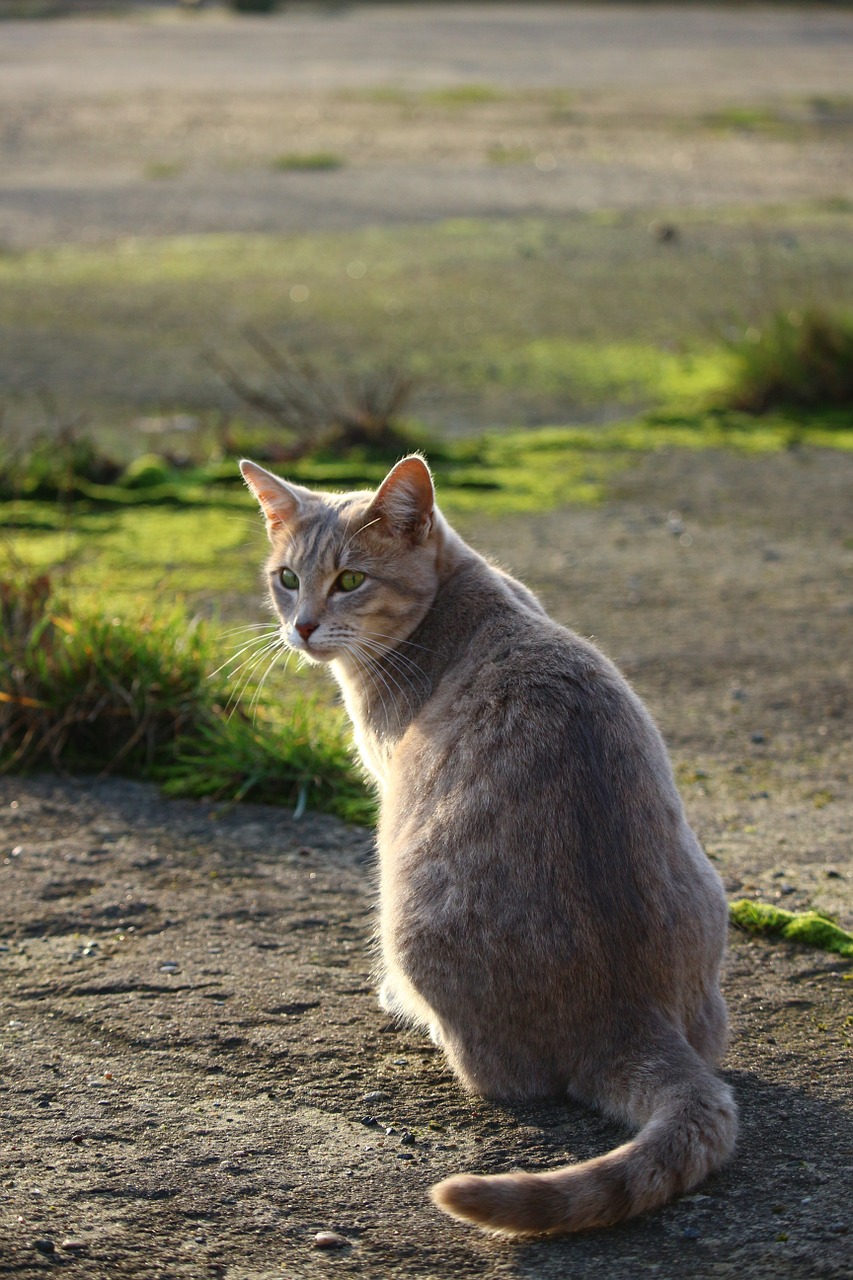 cat mackerel breed cat free photo