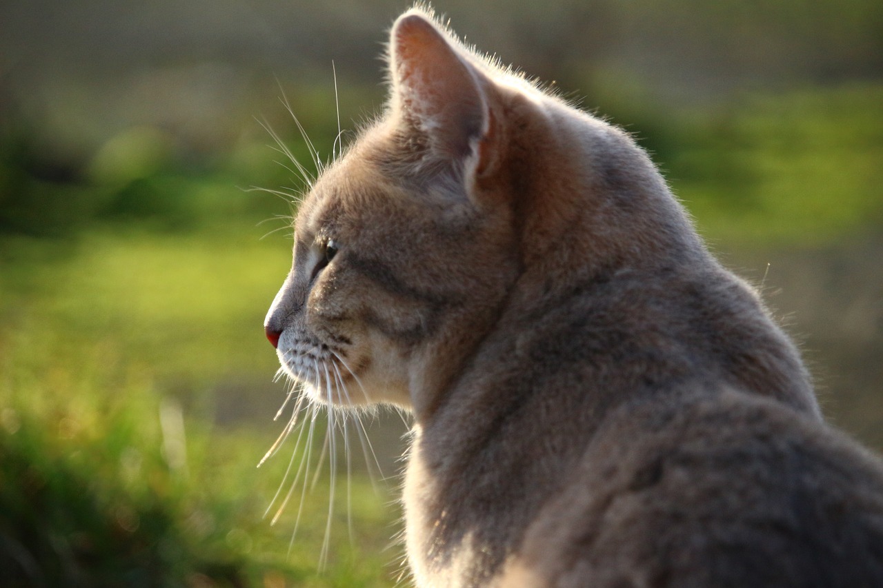 cat mackerel breed cat free photo