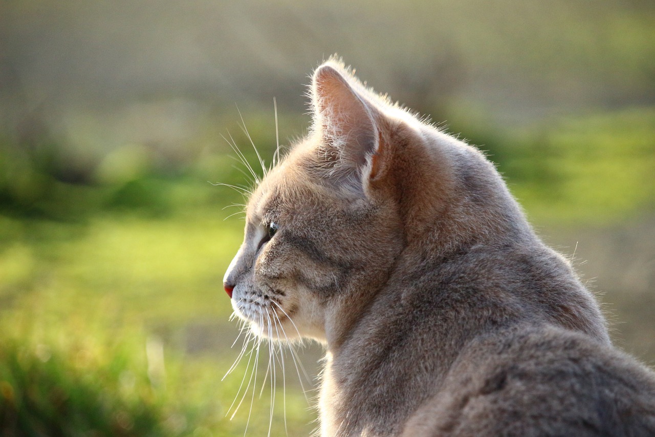 cat mackerel breed cat free photo