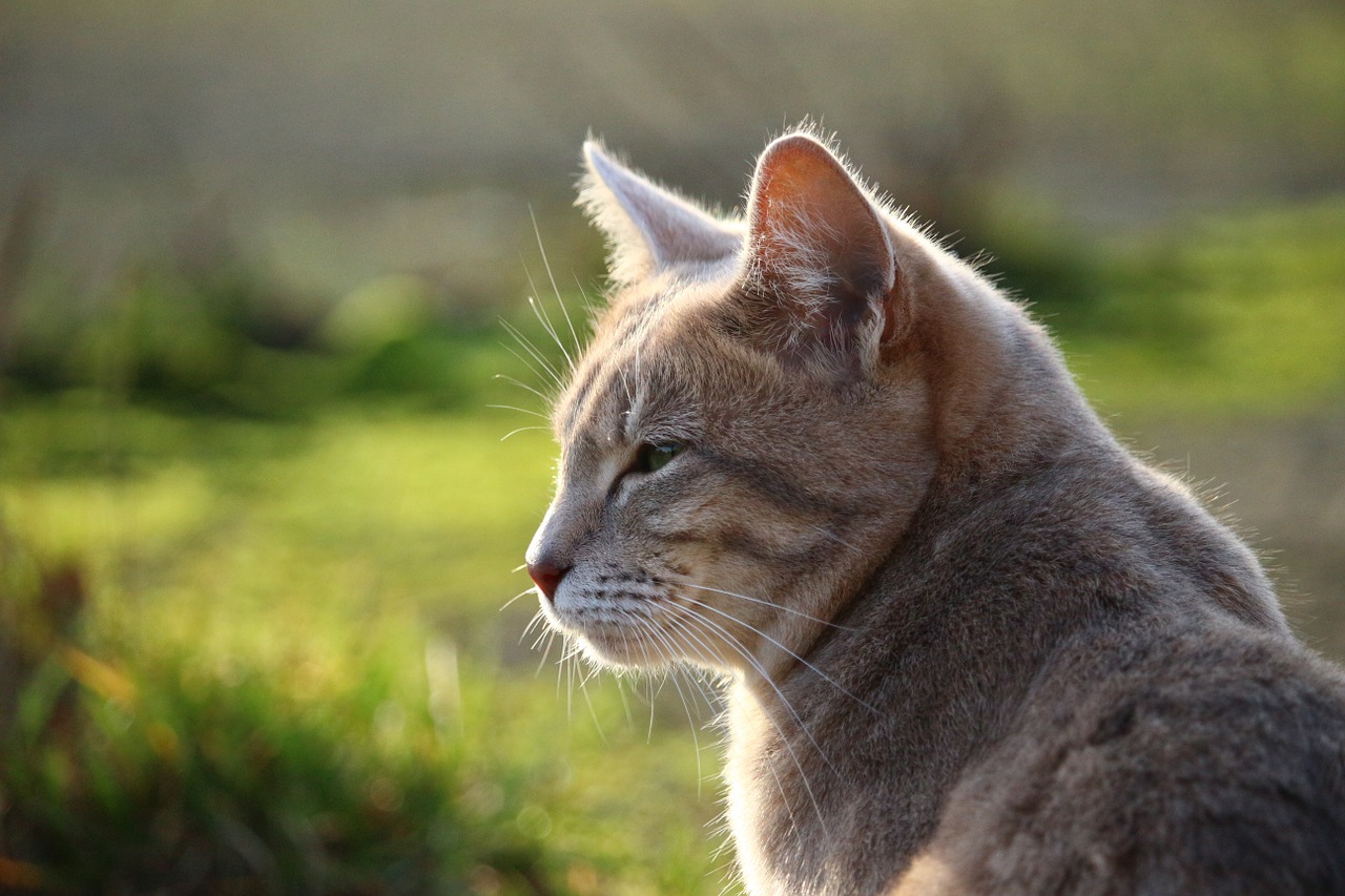 cat mackerel breed cat free photo