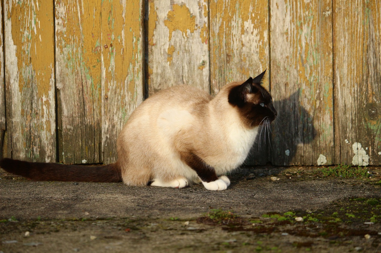 cat siamese cat siam free photo