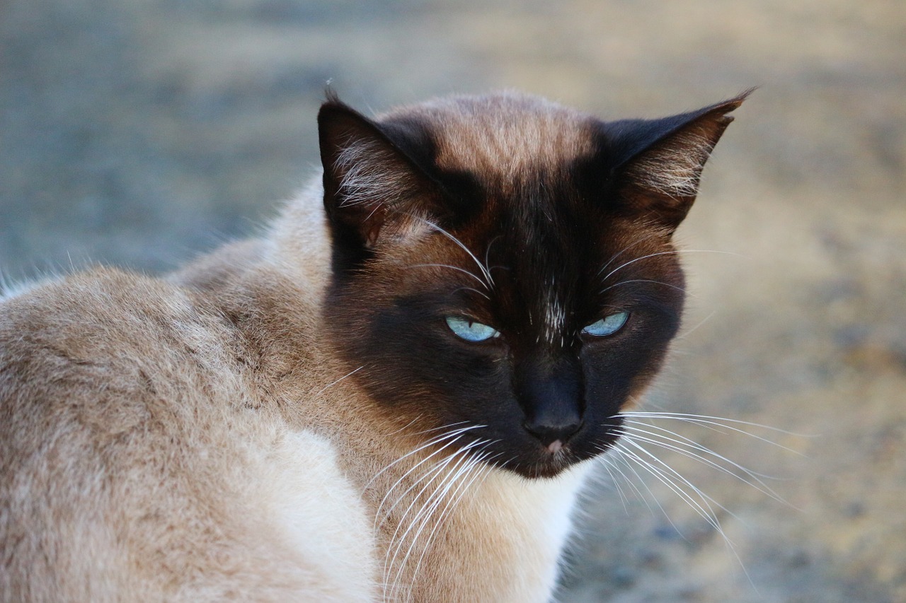 cat siamese cat siam free photo