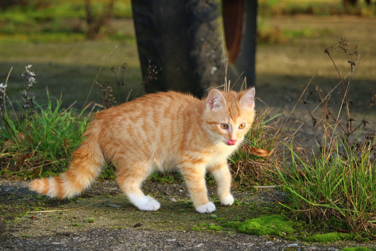 cat kitten red mackerel tabby free photo