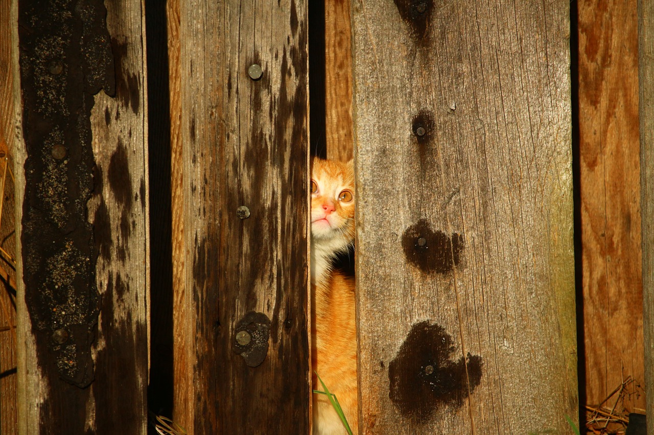 cat kitten wooden wall free photo