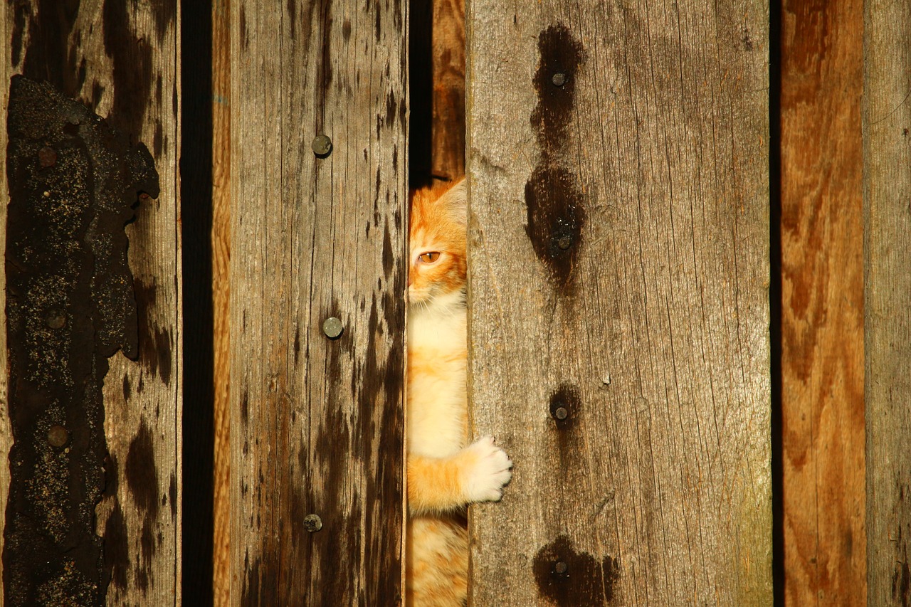 cat kitten wooden wall free photo