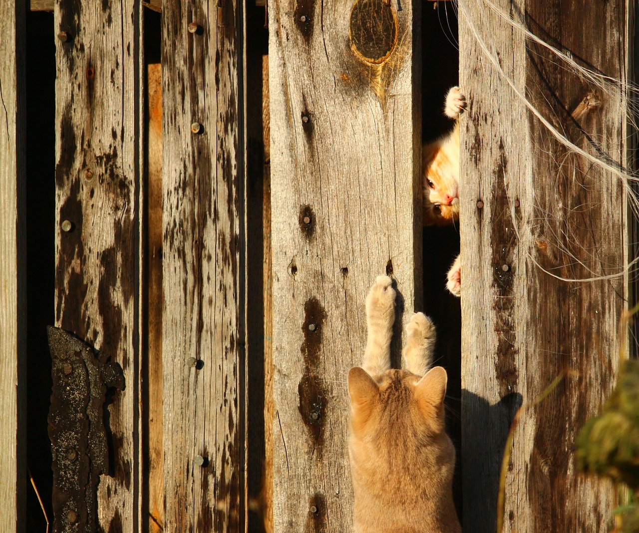 cat kitten wooden wall free photo