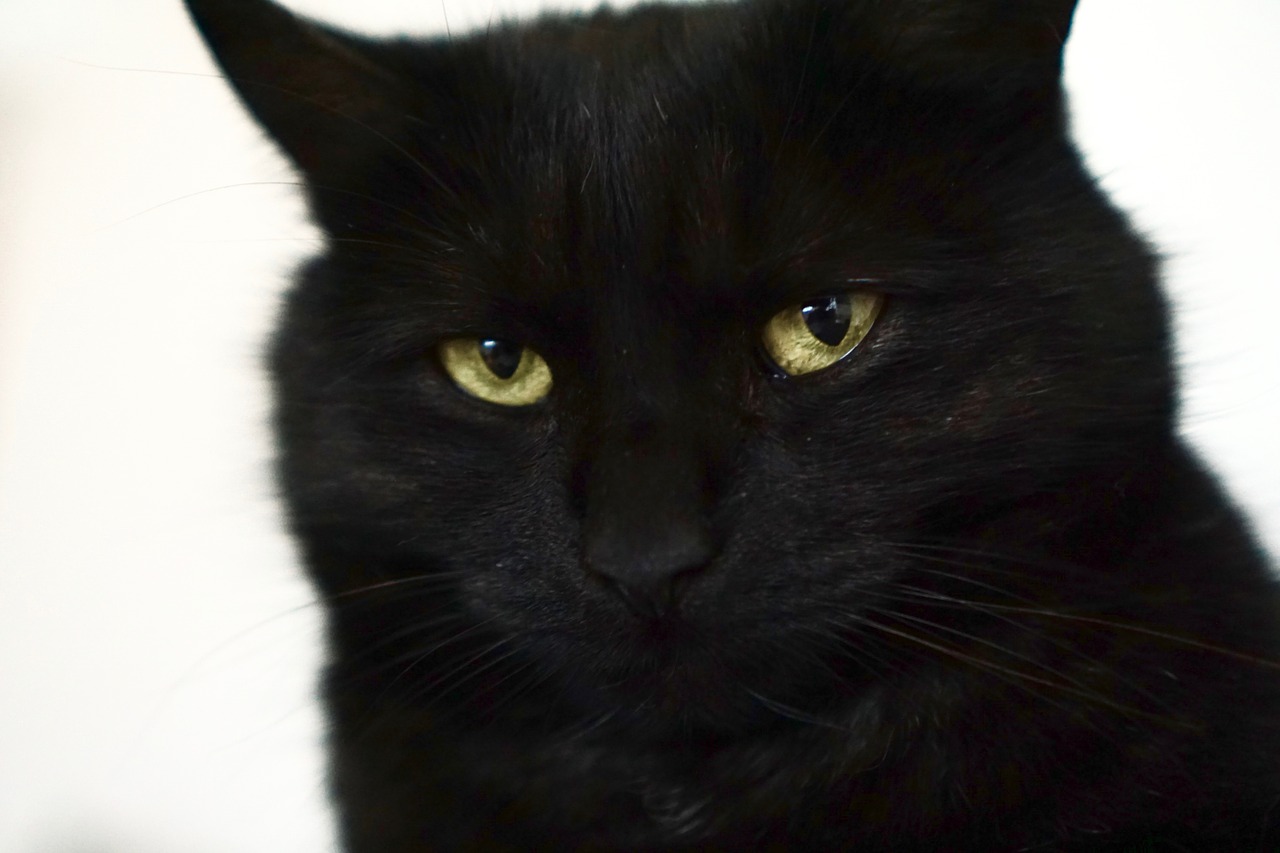 cat black portrait free photo