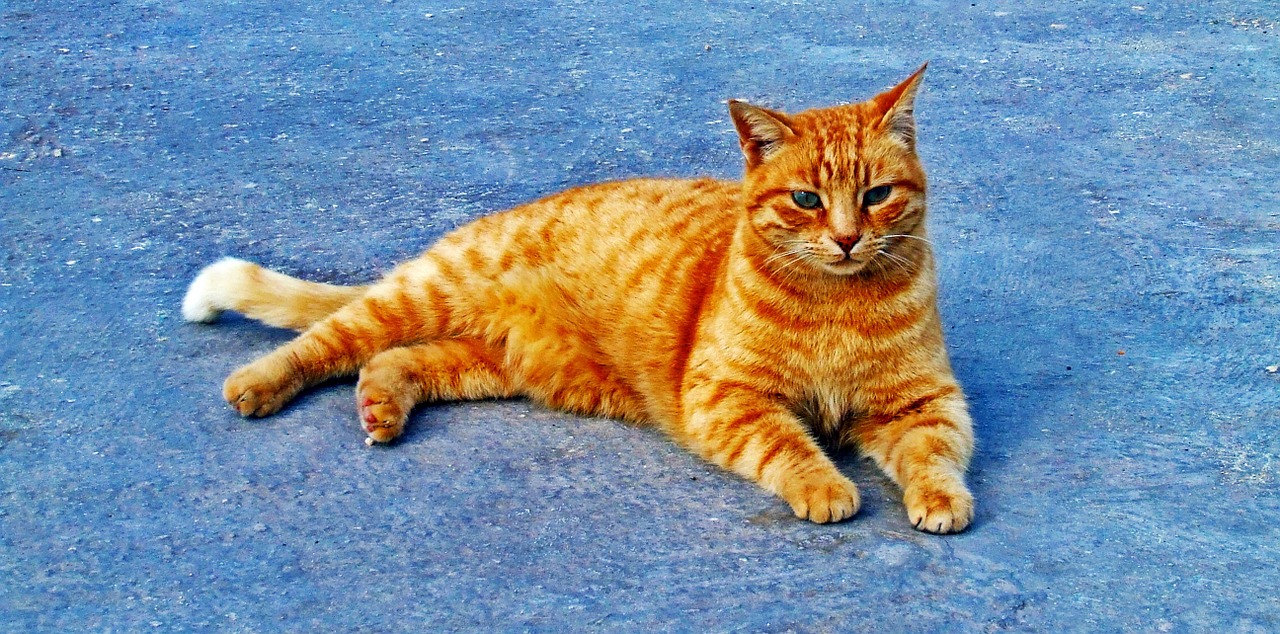 cat ginger cute free photo