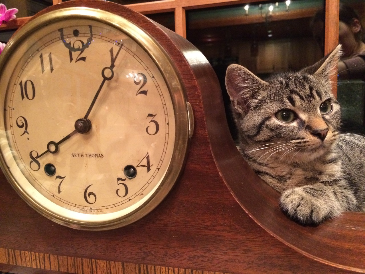 cat clock animal free photo