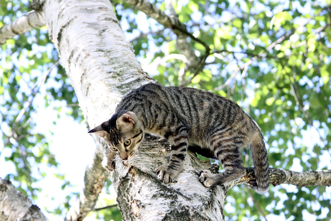 cat tree climbing free photo