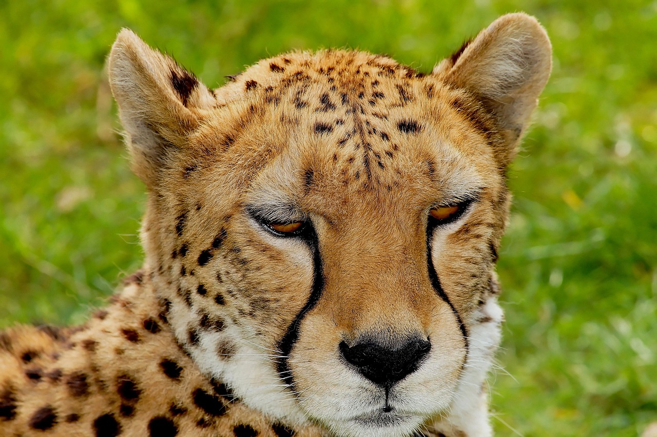 cat cheetah africa free photo