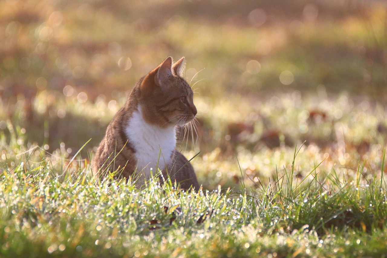 cat kitten morgentau free photo