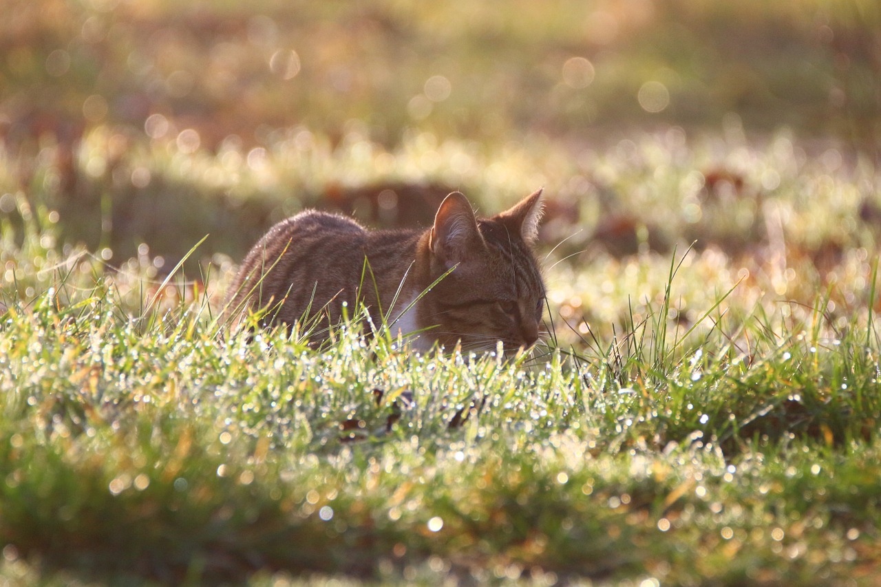 cat kitten morgentau free photo