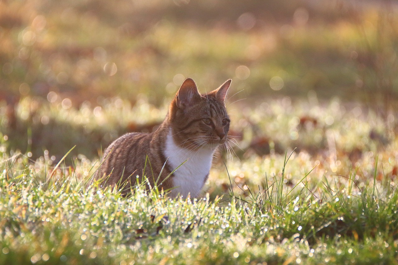 cat kitten morgentau free photo