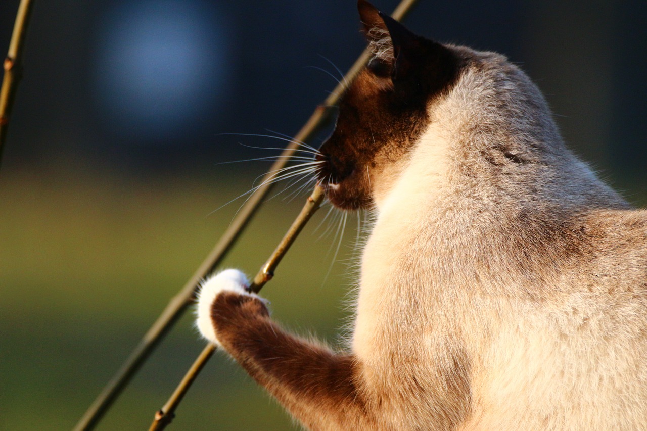 cat siamese cat play free photo