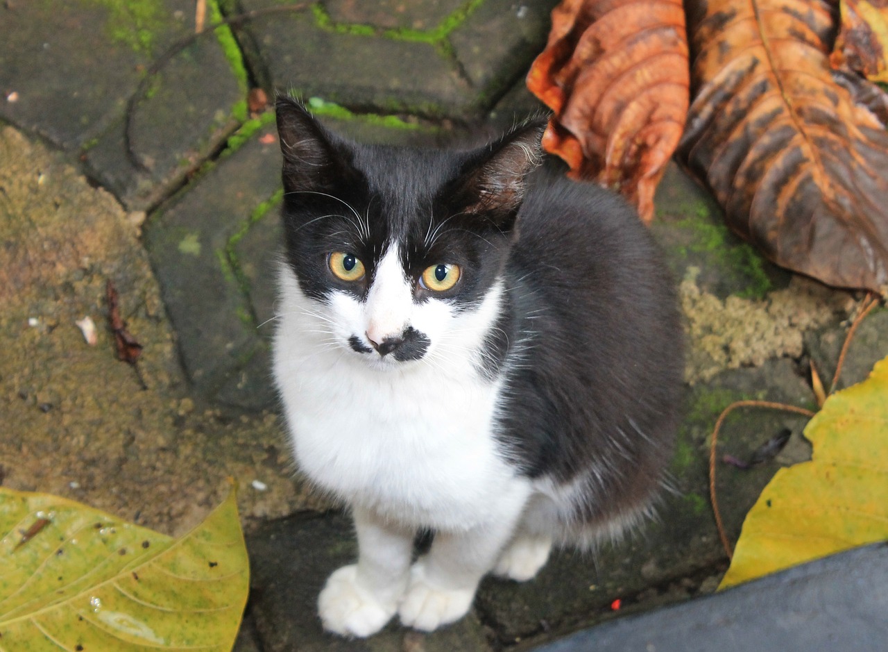 cat animal black and white free photo