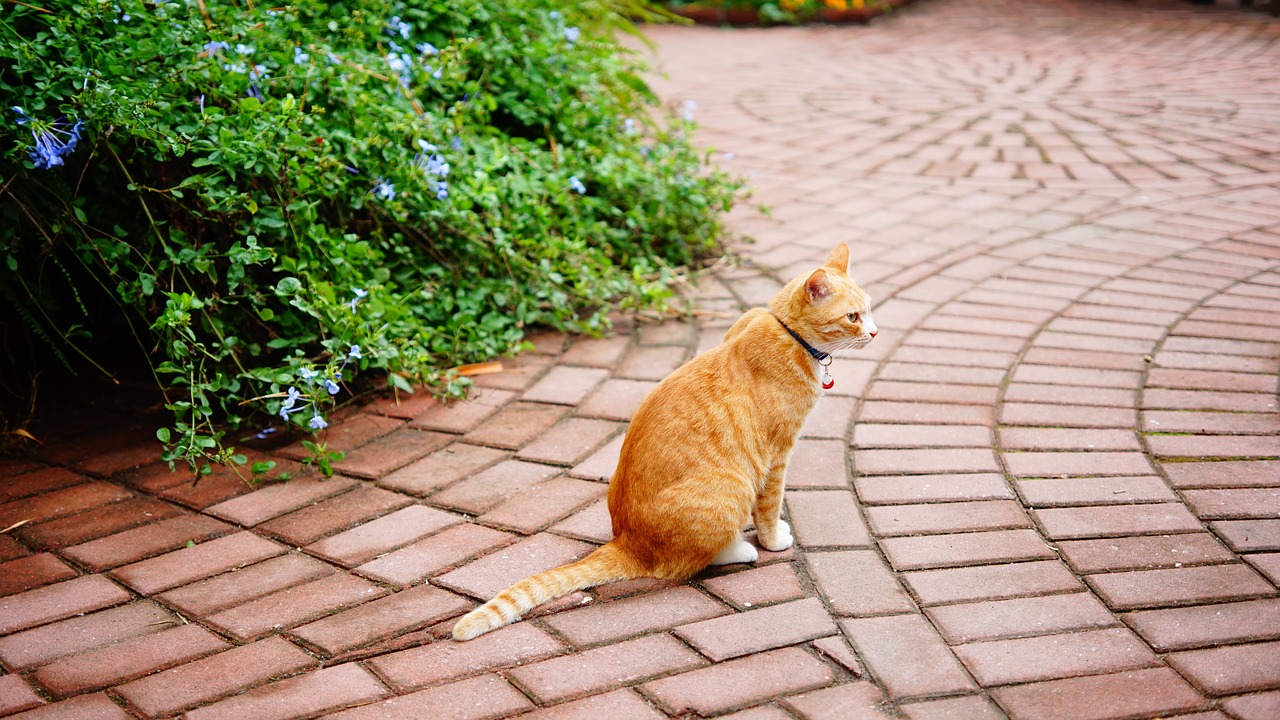 cat flower china free photo