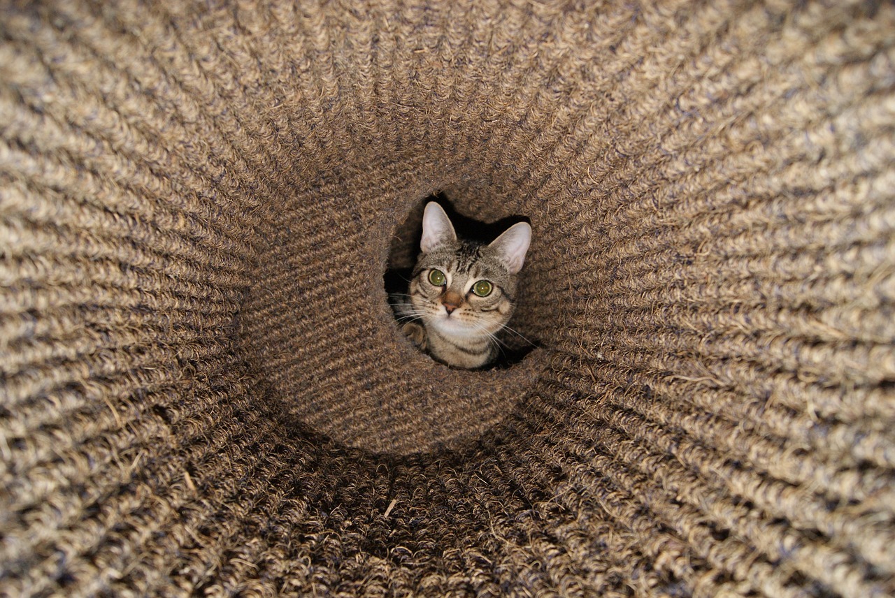 cat basket animal free photo