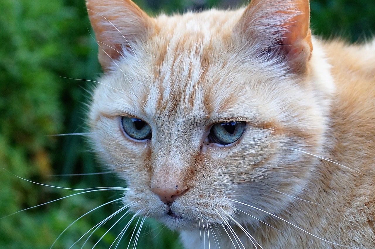 cat redheaded pet free photo