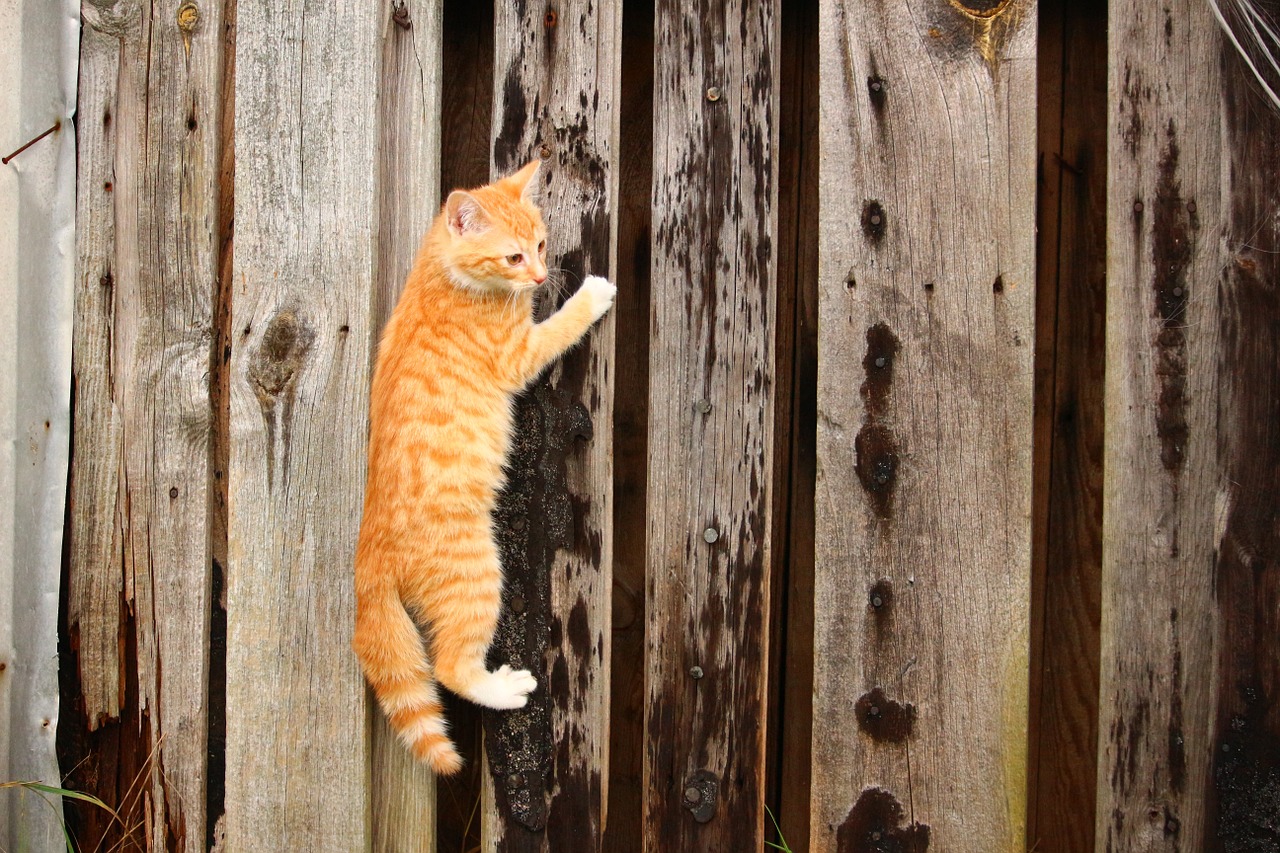 cat kitten climb free photo