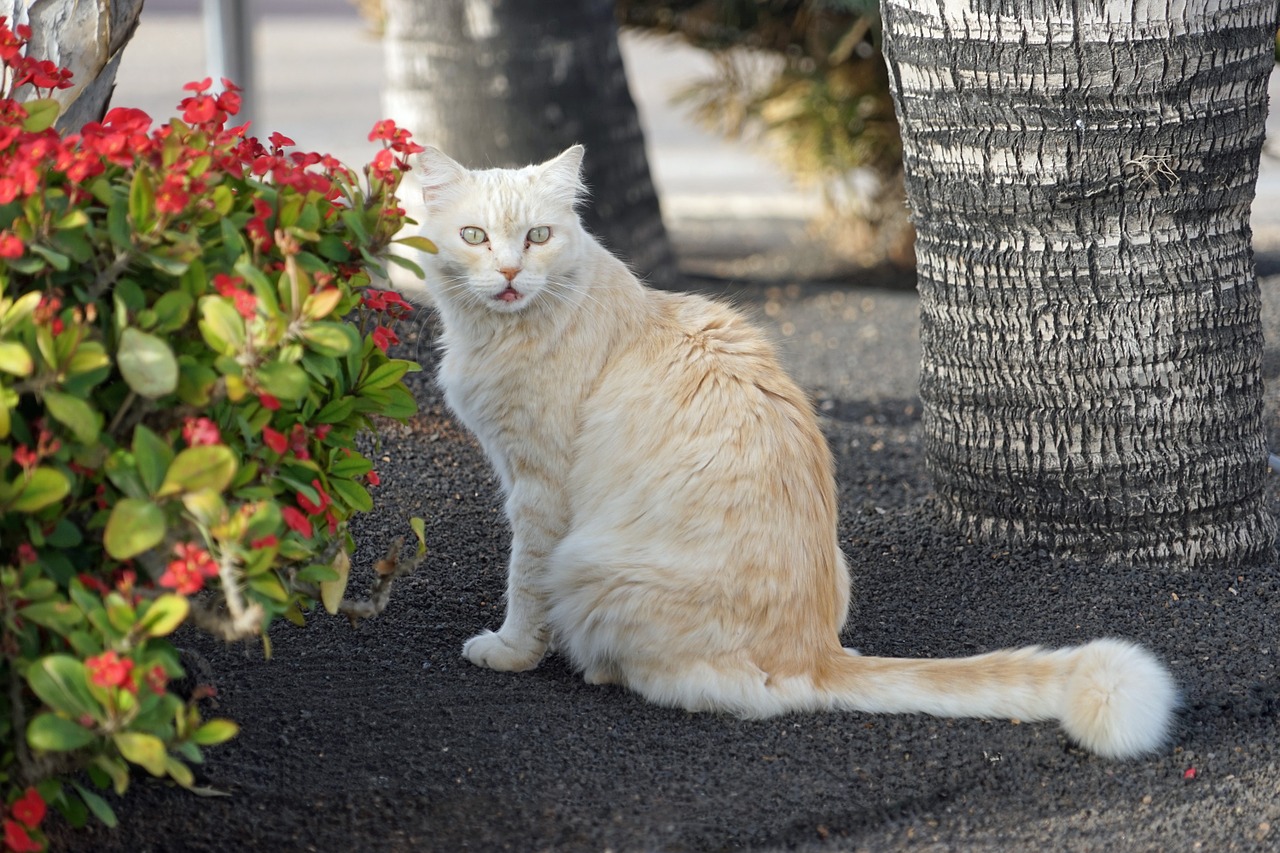 cat view kitten free photo