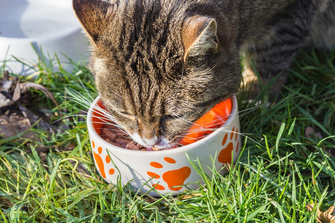 cat food bowl free photo