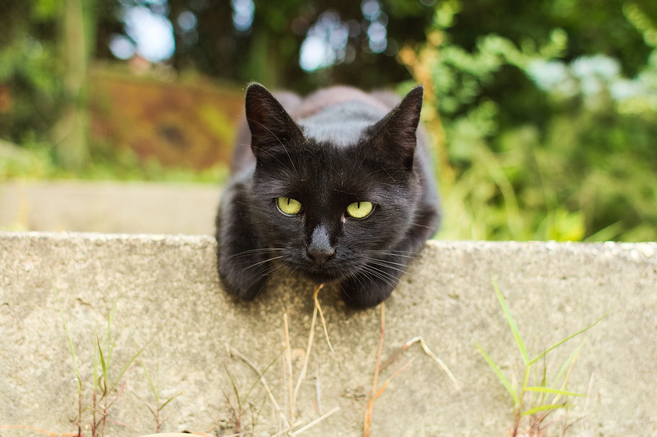 cat black portrait free photo