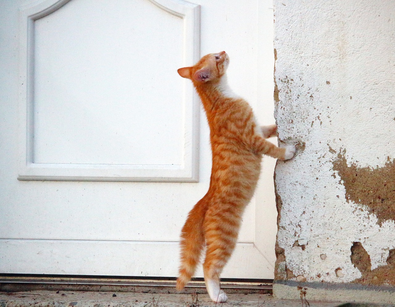 cat kitten red mackerel tabby free photo