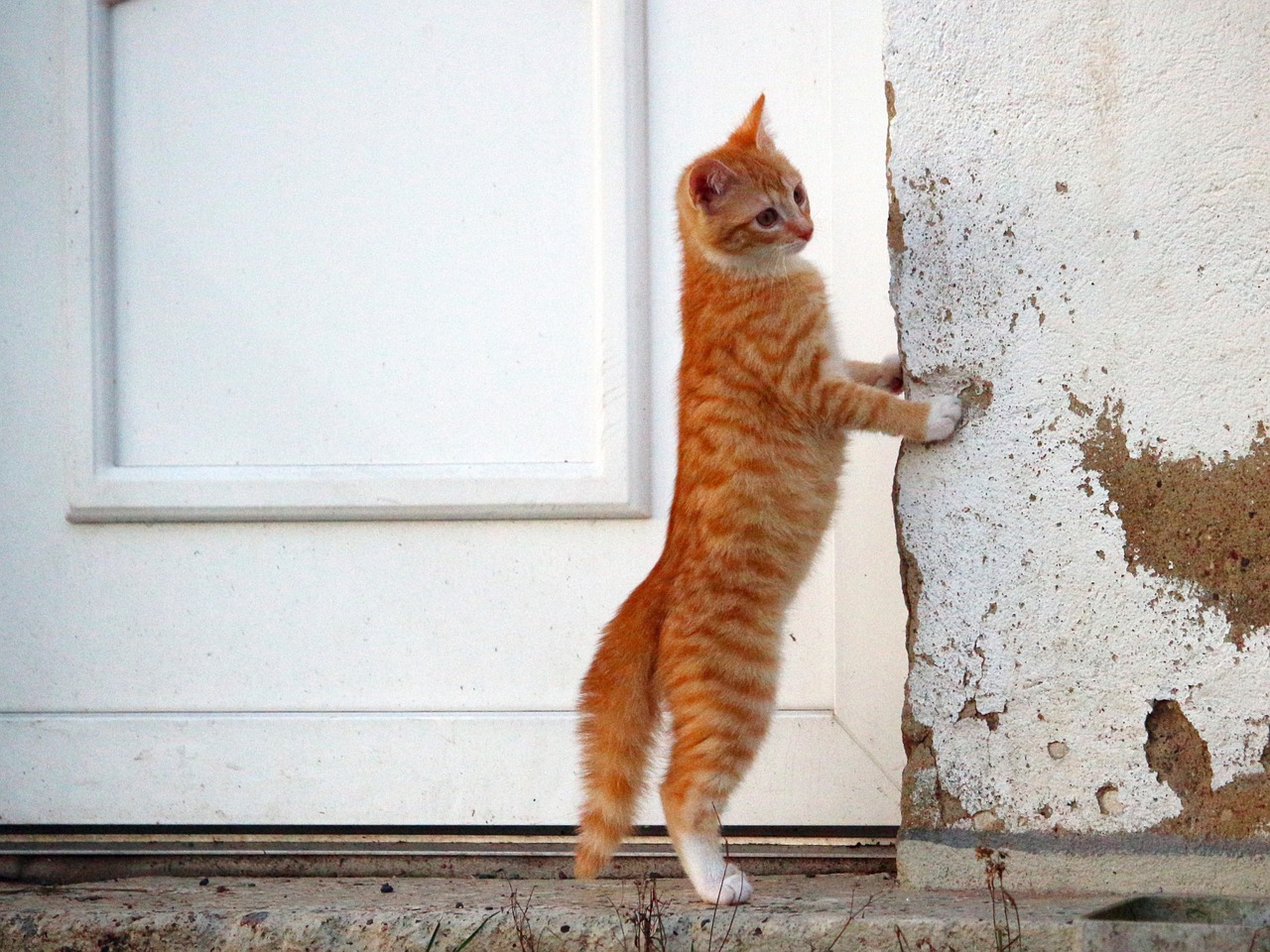 cat kitten red mackerel tabby free photo