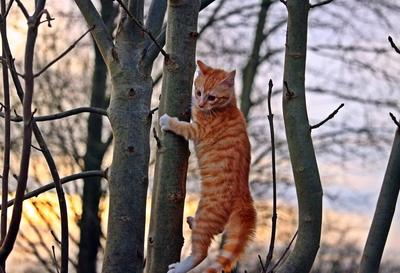 cat kitten red mackerel tabby free photo