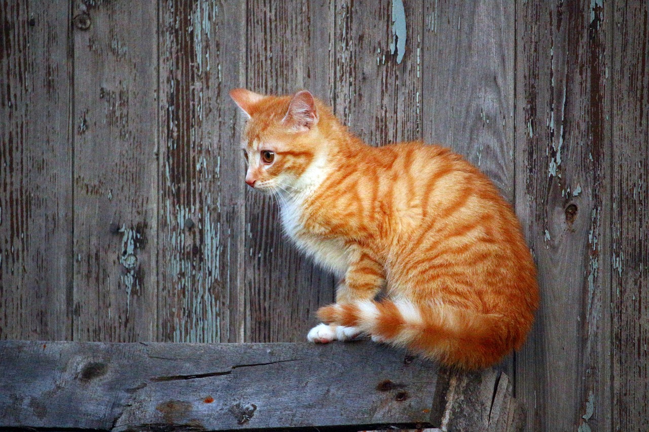 cat kitten red mackerel tabby free photo