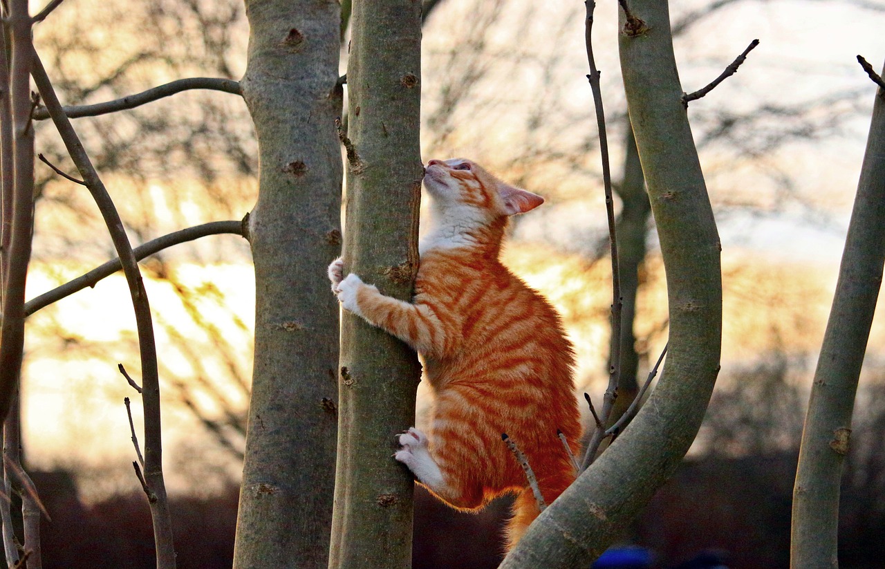 cat kitten red mackerel tabby free photo