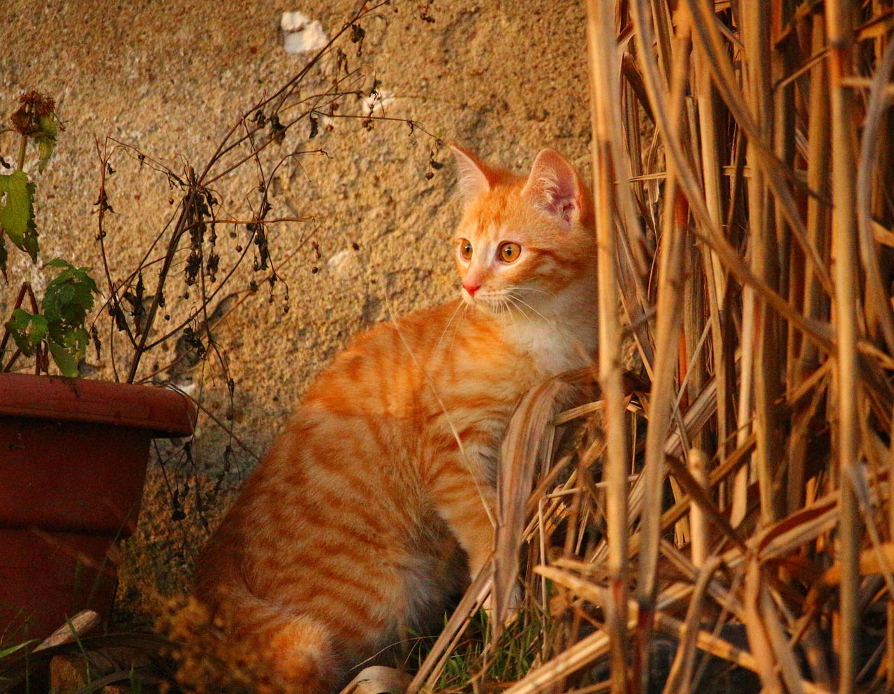 cat kitten red mackerel tabby free photo