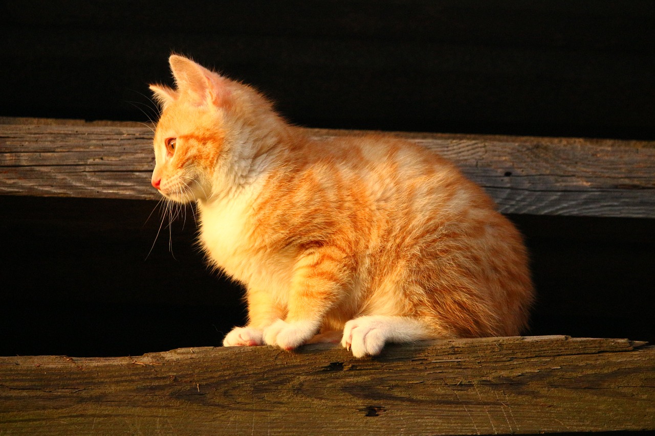 cat kitten red mackerel tabby free photo