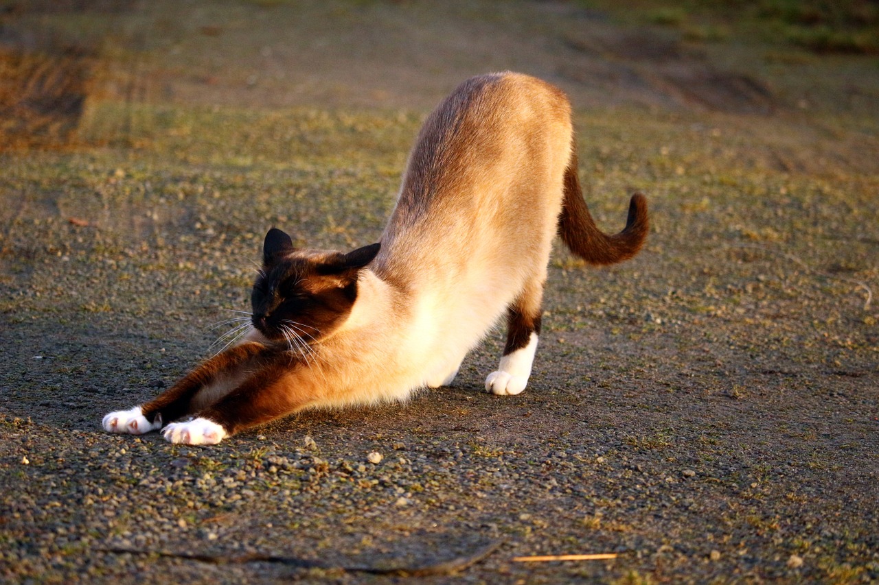 cat siamese cat siam free photo