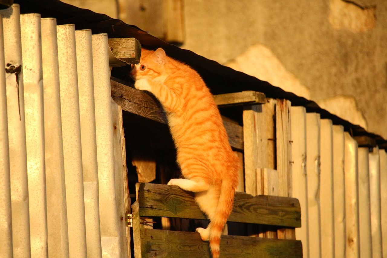 cat kitten red mackerel tabby free photo