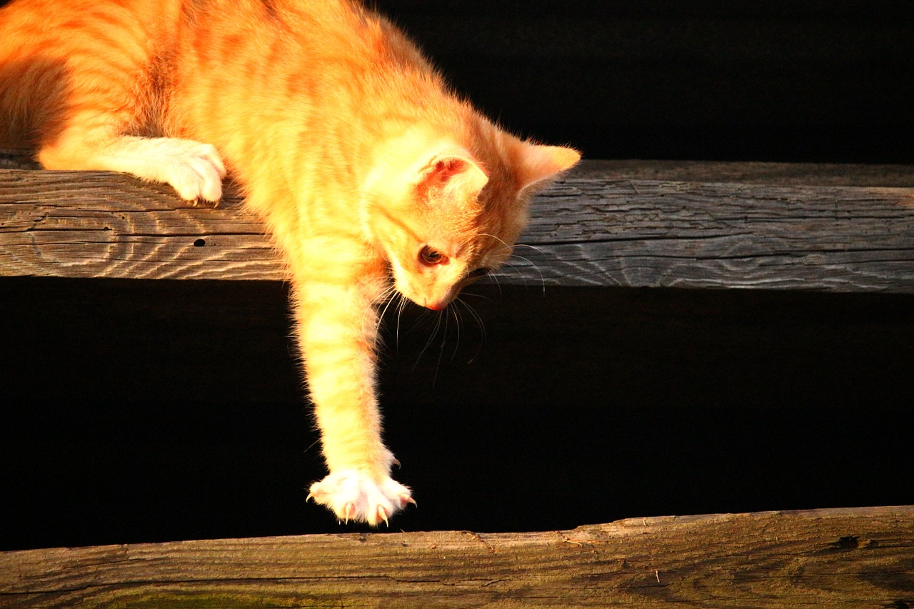 cat kitten red mackerel tabby free photo